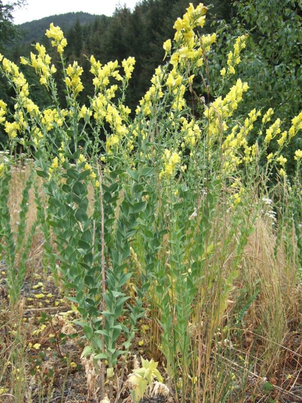 dalmation toadflax flowering noxious weeds