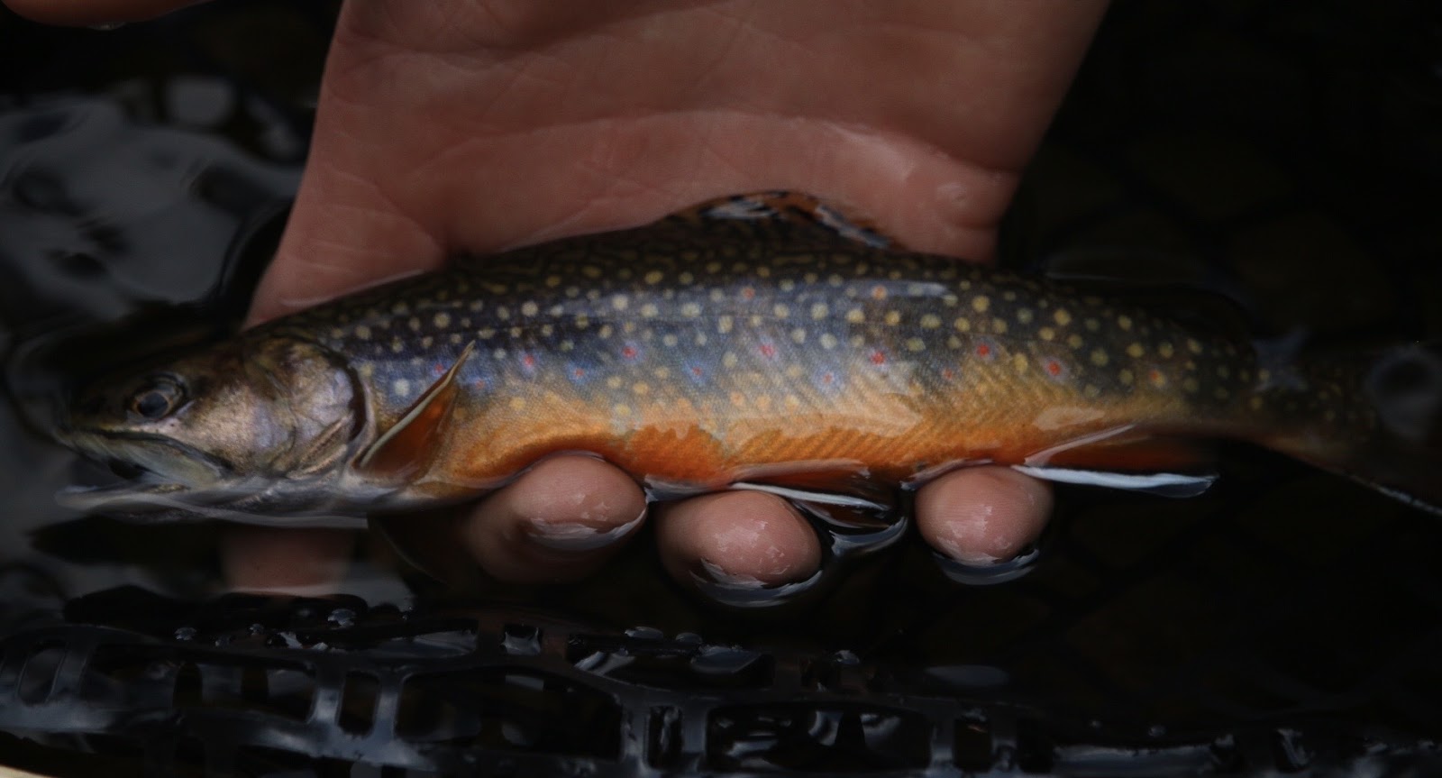Brook trout in hand.